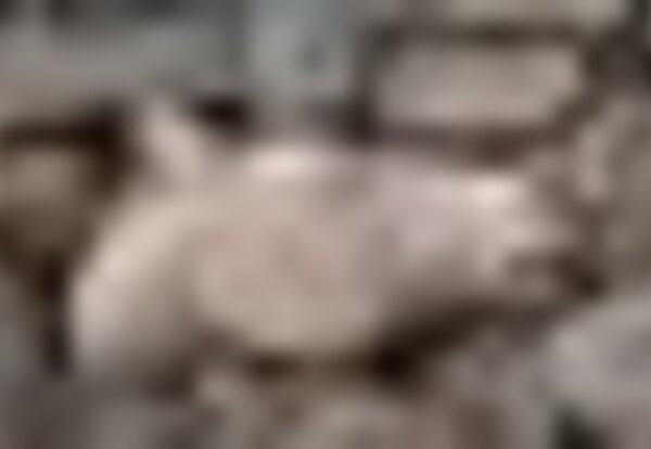tiny_thumb_listas