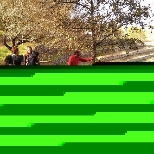 caminhada_montado__2_