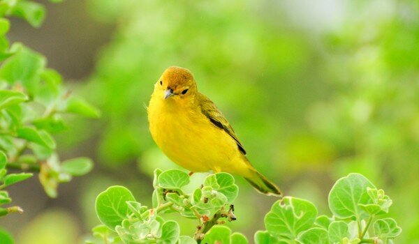 Birdwatching